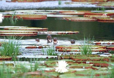 Sdamerika, Guyana: Land der vielen Flsse - Rupununi-Fluss mit Riesenflussottern