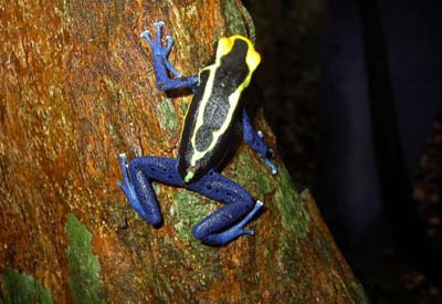 Sdamerika, Guyana: Land der vielen Flsse - farbenfroher Frosch