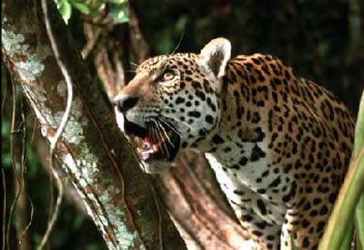 Sdamerika, Guyana: Land der vielen Flsse - Gepard