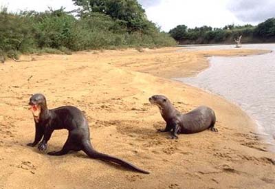 Sdamerika, Guyana: Land der vielen Flsse - Riesenflussotter am Strand